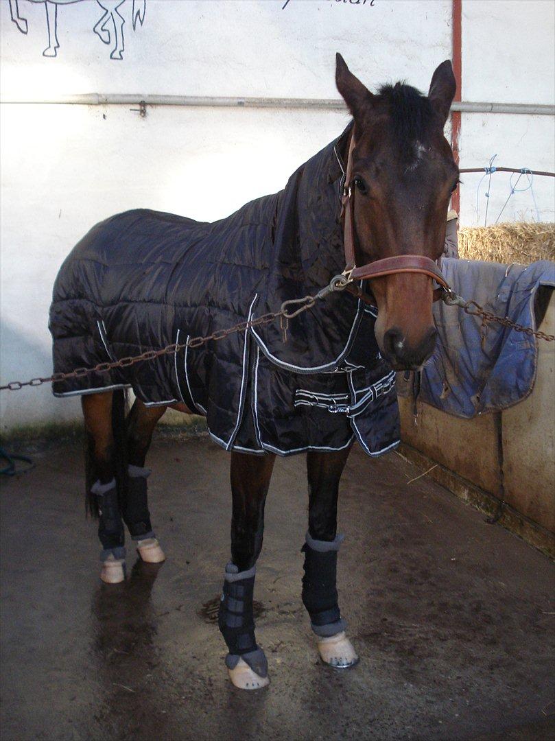 Dansk Varmblod Kgs. Hørgaard Handsome billede 6