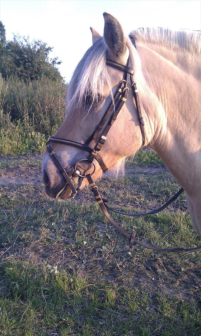 Fjordhest Anella <3  billede 14
