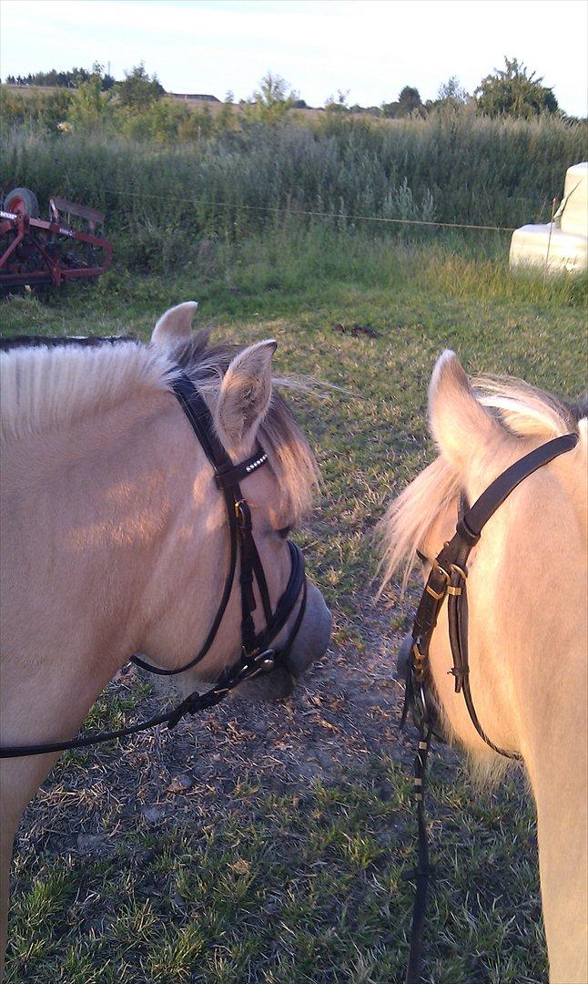 Fjordhest Anella <3  billede 15