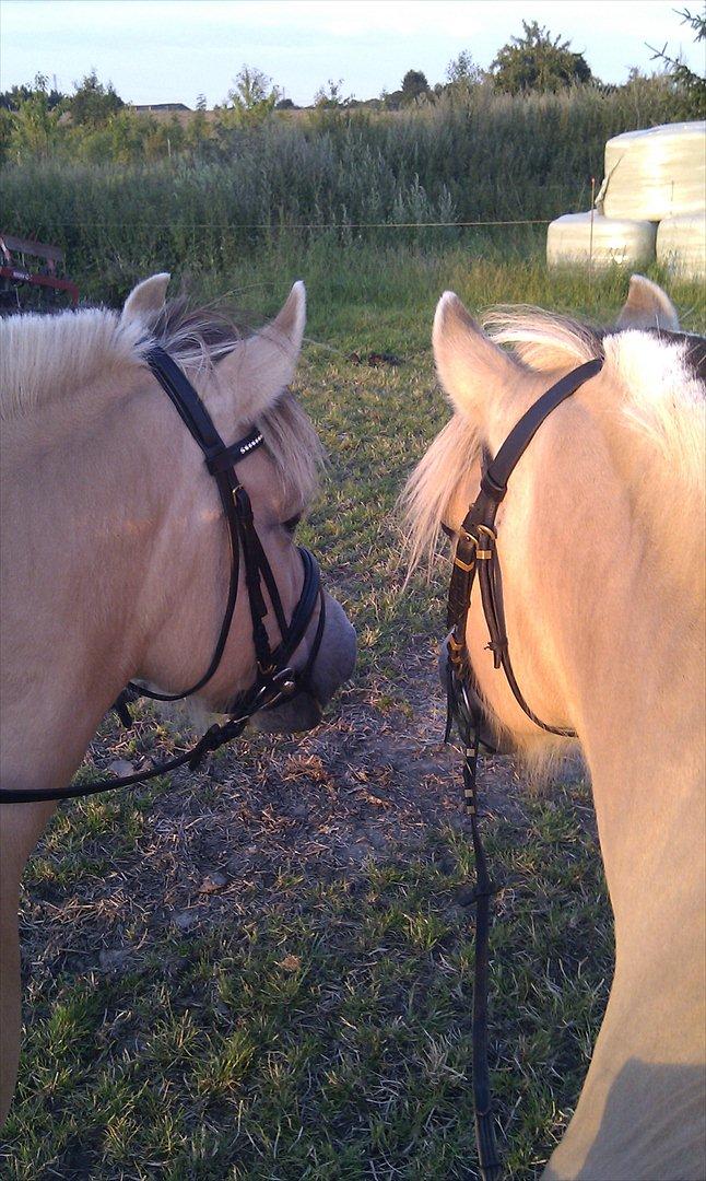 Fjordhest Anella <3  billede 16