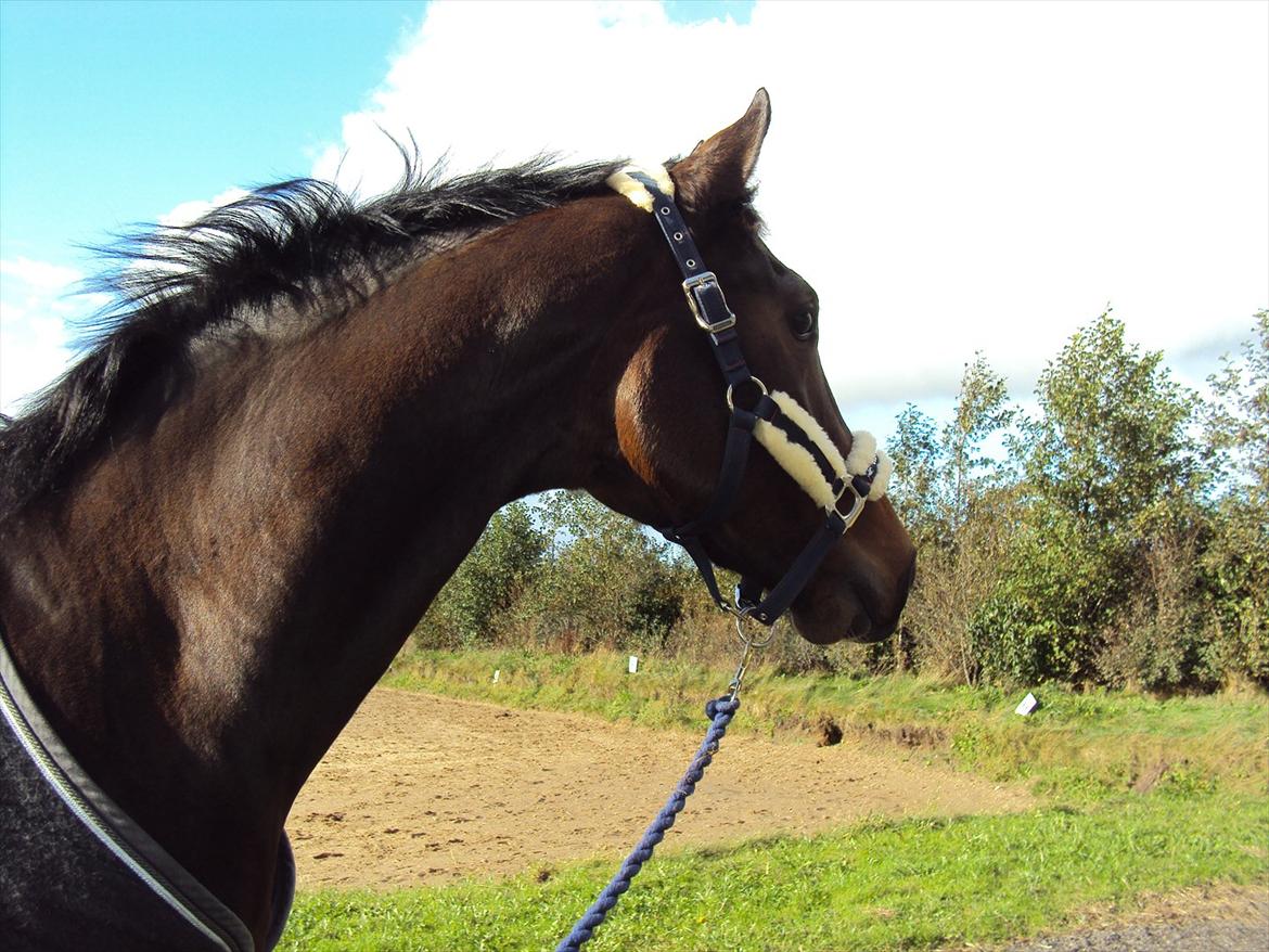Dansk Varmblod Kgs. Hørgaard Handsome billede 7