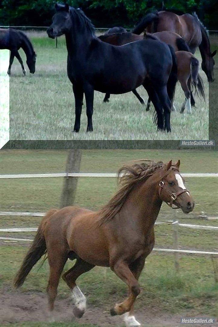 Welsh Pony (sec B) Bjerregaards Valentin (Valle) - Valentins mor: Bjerregårds Caroline og hans far: Cennen Schubert. billede 20