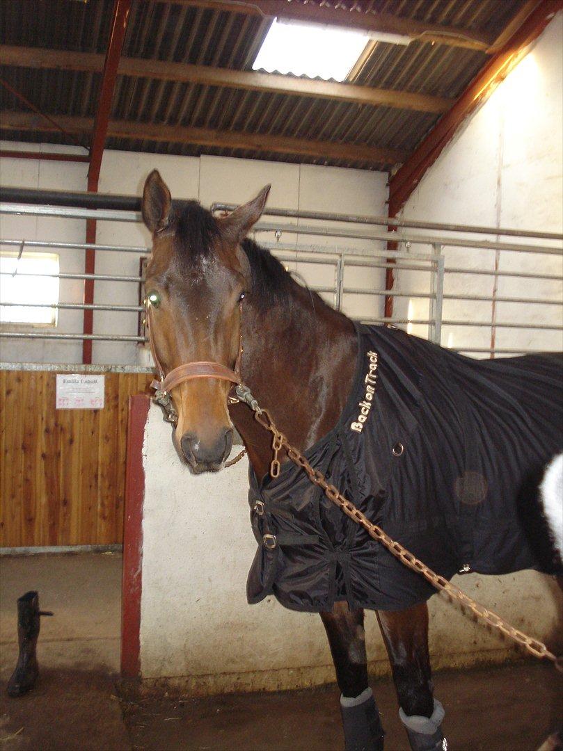 Dansk Varmblod Kgs. Hørgaard Handsome billede 9