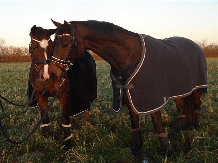 Dansk Varmblod Kgs. Hørgaard Handsome billede 11