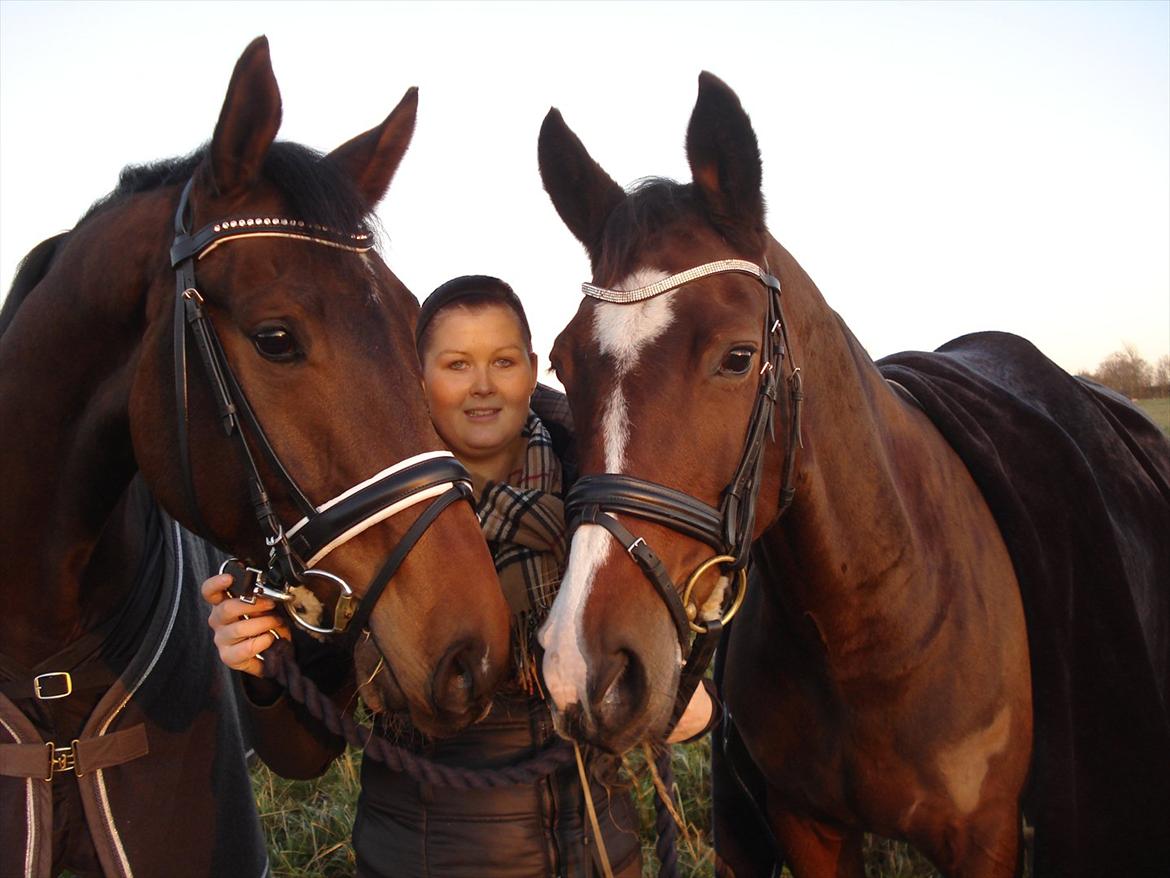 Dansk Varmblod Kgs. Hørgaard Handsome billede 12
