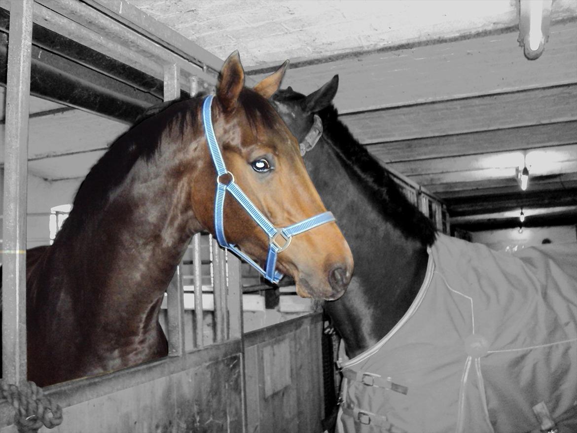 Dansk Varmblod Kgs. Hørgaard Handsome billede 13