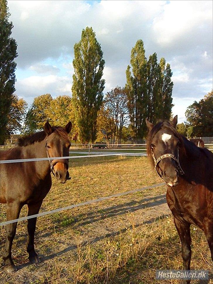 Welsh Pony (sec B) Bjerregaards Valentin (Valle) - Diva og Valle på fold. Hehe han rækker tunge ;) billede 17