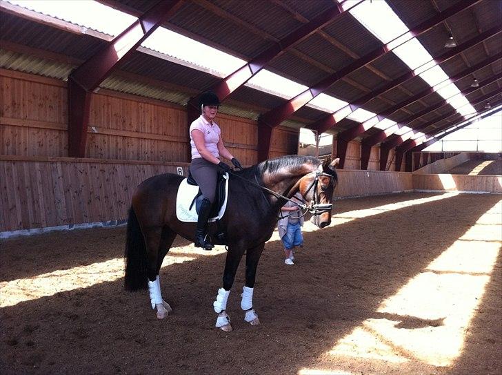 Dansk Varmblod Kgs. Hørgaard Handsome billede 14