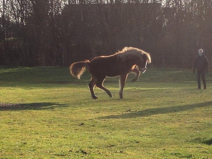 Islænder Madonna *Medina* fra Gridurholti - 6 måneder gammel og fuld af krudt billede 17