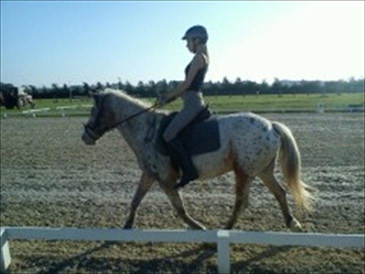 Anden særlig race Ofelia *Rideskolehest* - I sommers<3 billede 1