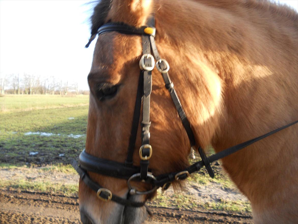 Anden særlig race B.S - Close up billede 3