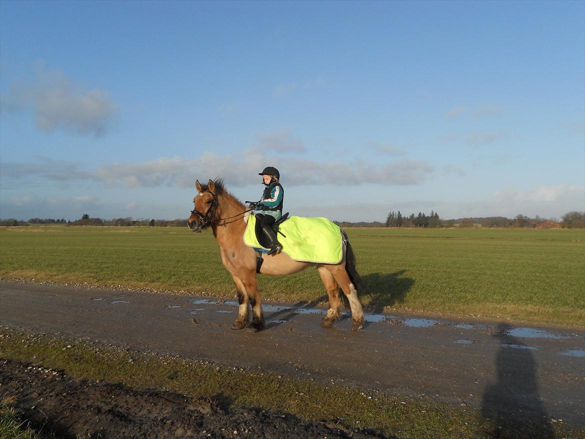 Anden særlig race B.S - min lillesøster på 7 år, rider han selv i skridt og trav!<3 billede 10