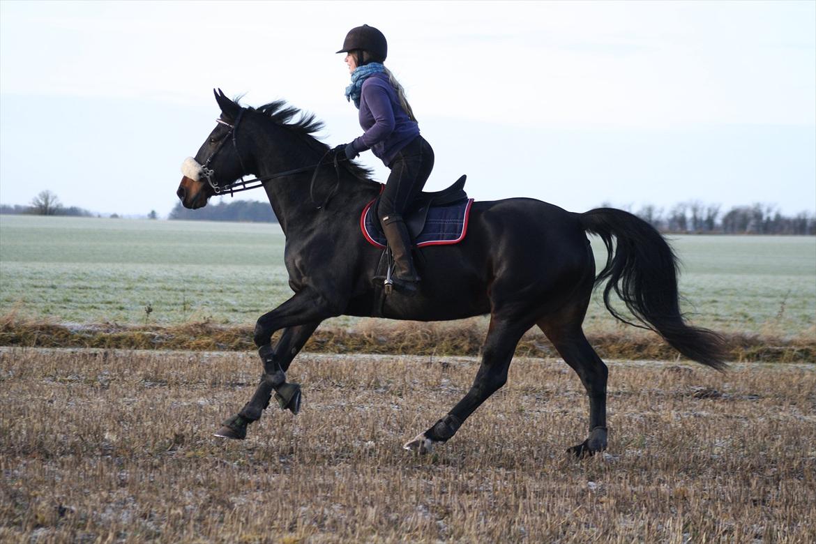 Oldenborg Isabella af mindet - dejlig mark galop billede 14