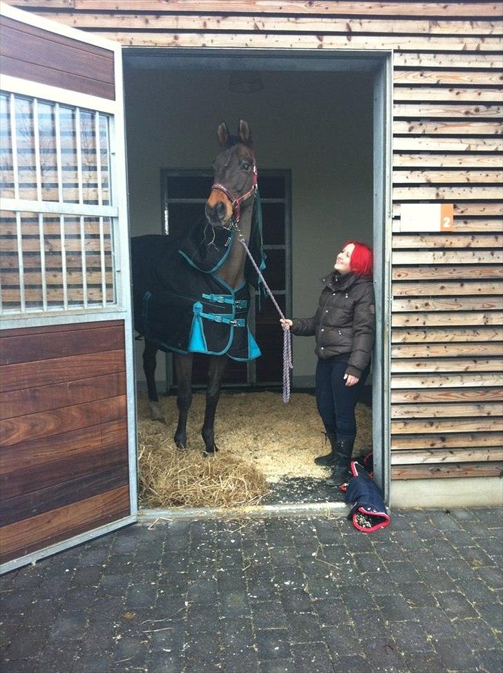 Dansk Varmblod Fuglesangsgårds domain - Dyrlæge tjek!  billede 19