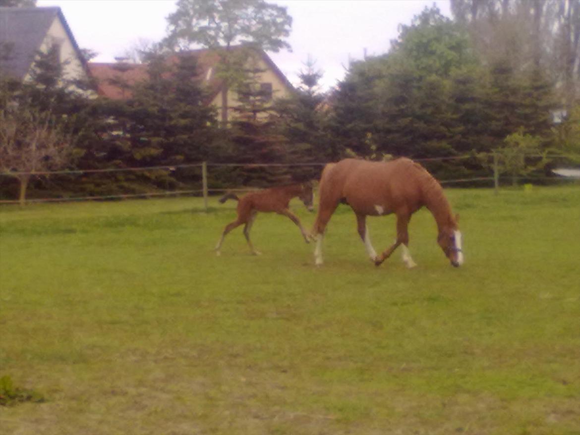 Dansk Varmblod magic night billede 1