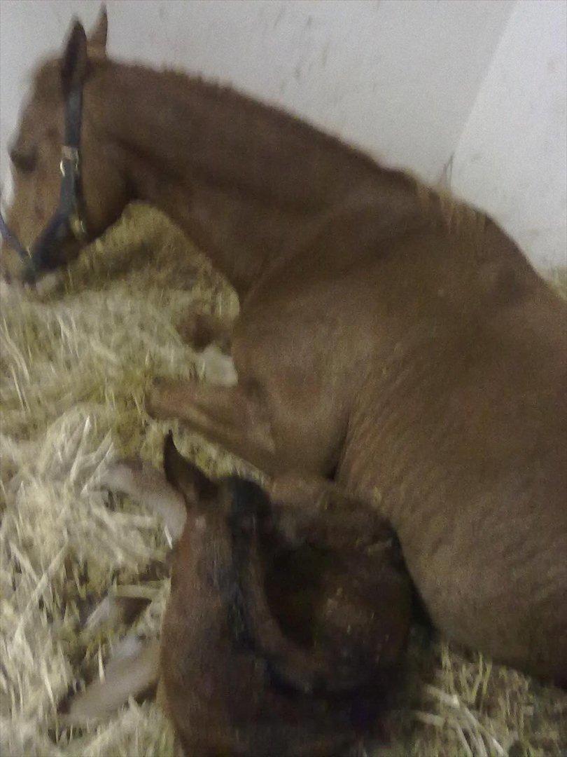 Dansk Varmblod magic night billede 2