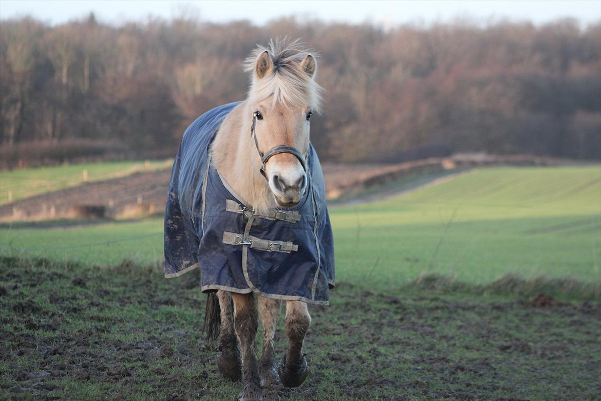 Fjordhest Bibi  - Love is not a maybe thing. You know when you love someone. I love you.  billede 13