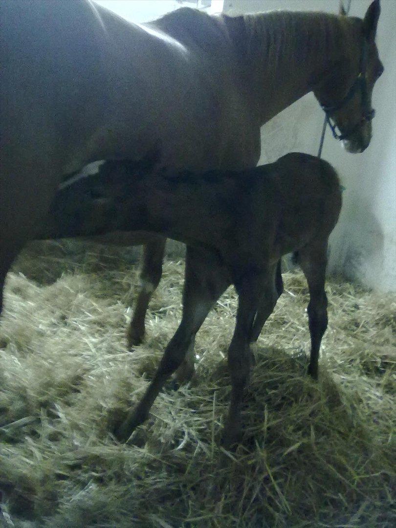 Dansk Varmblod magic night billede 3