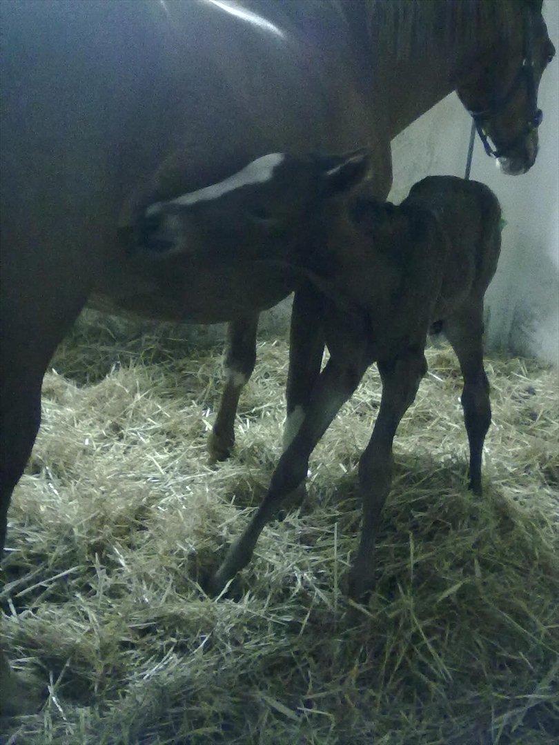 Dansk Varmblod magic night billede 4