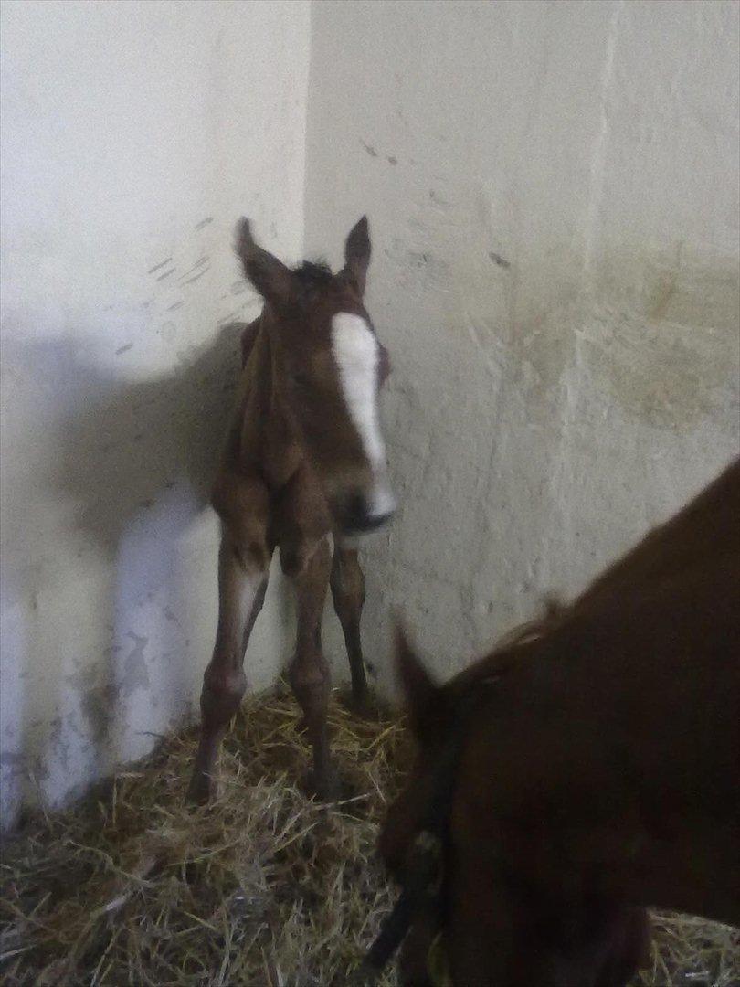 Dansk Varmblod magic night billede 5