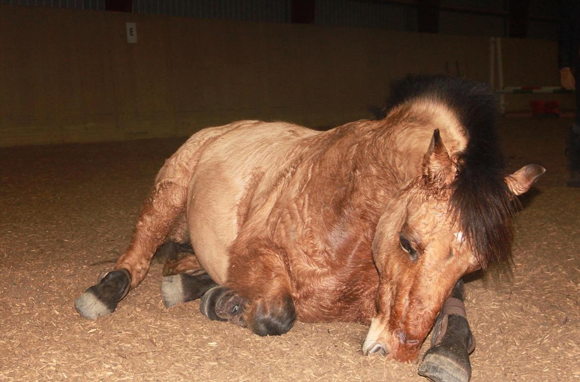 Tysk Sportspony Matador [Matte] - mmmmmmmm...... gnask gnask - sand!  billede 10