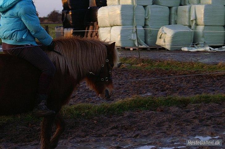 Islænder Røskva »Fortid, ikke fremtid. - En afslappet Putte <3.
~ Sandra Reich. billede 20