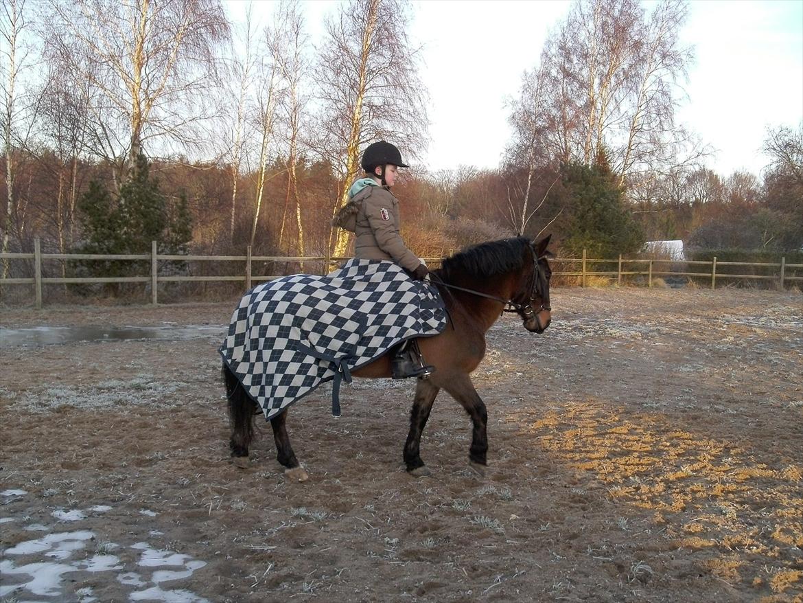 Anden særlig race Sheik<3 (solgt) billede 3