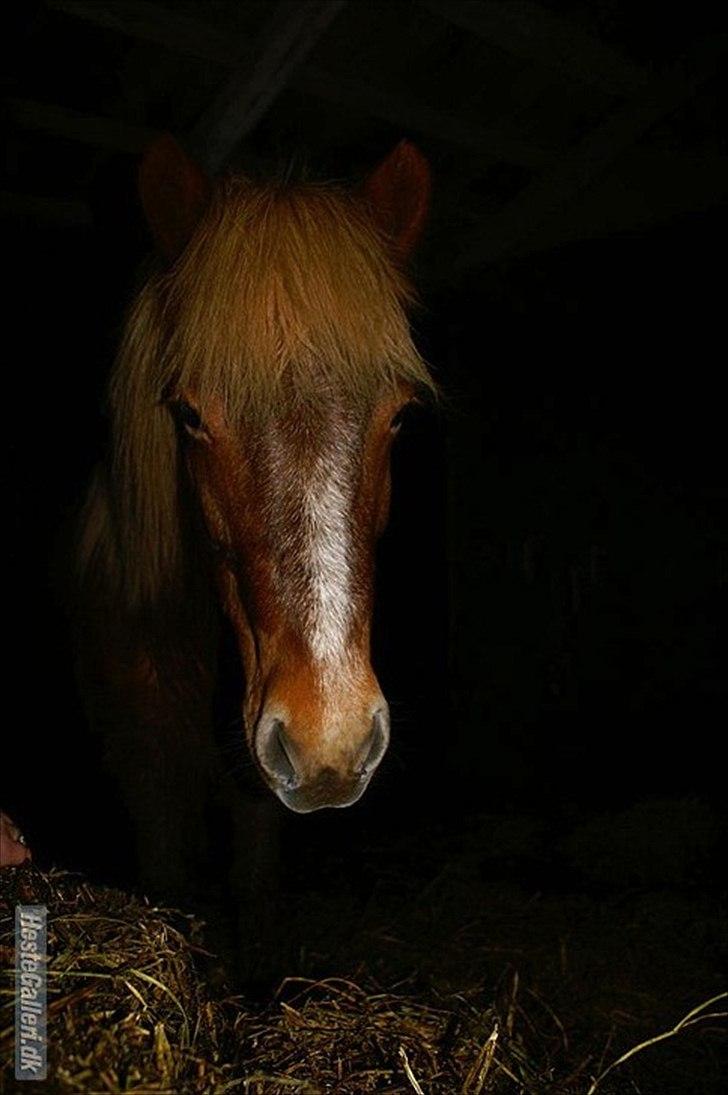 Islænder Røskva »Fortid, ikke fremtid. - Portrætbillede af Røskva <3.
~ Sandra Reich. billede 1