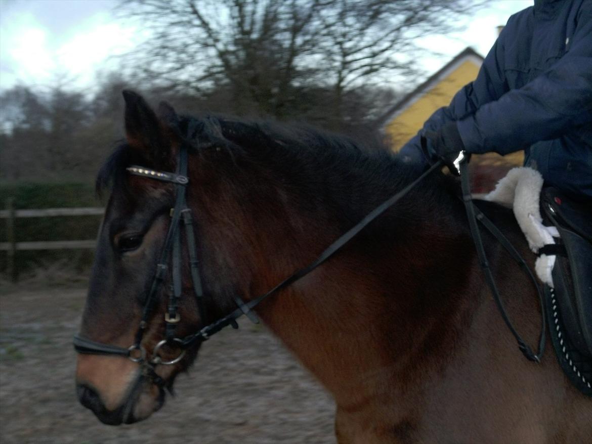 Anden særlig race Sheik<3 (solgt) billede 4