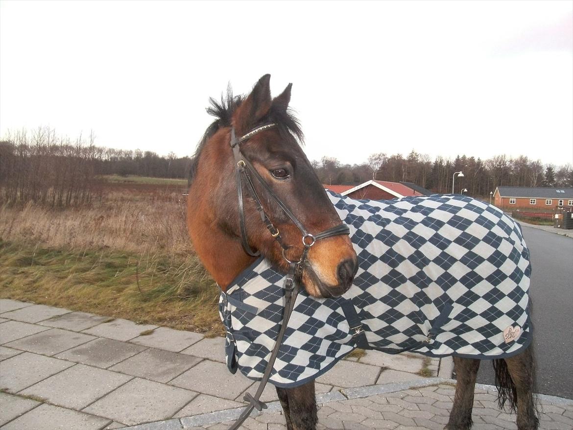 Anden særlig race Sheik<3 (solgt) - på tur:) billede 2