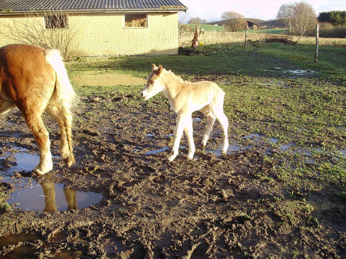 Haflinger Alf Lindegaard solgt - jeg kommer nu mor. billede 2