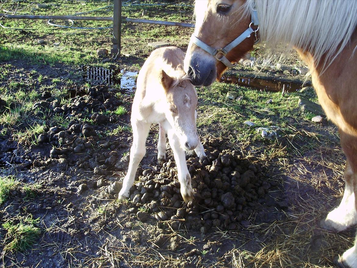 Haflinger Alf Lindegaard solgt - ikke helt sikre på benene endnu. billede 3