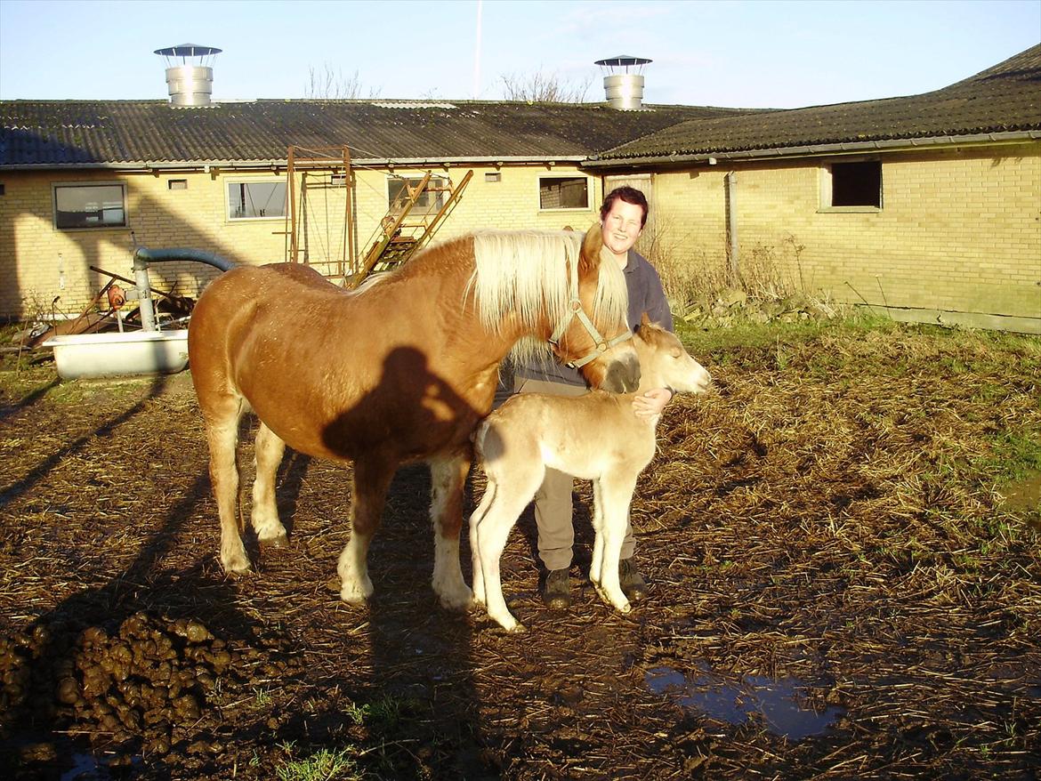 Haflinger Alf Lindegaard solgt - jeg er allerede glad for min madmor. billede 4