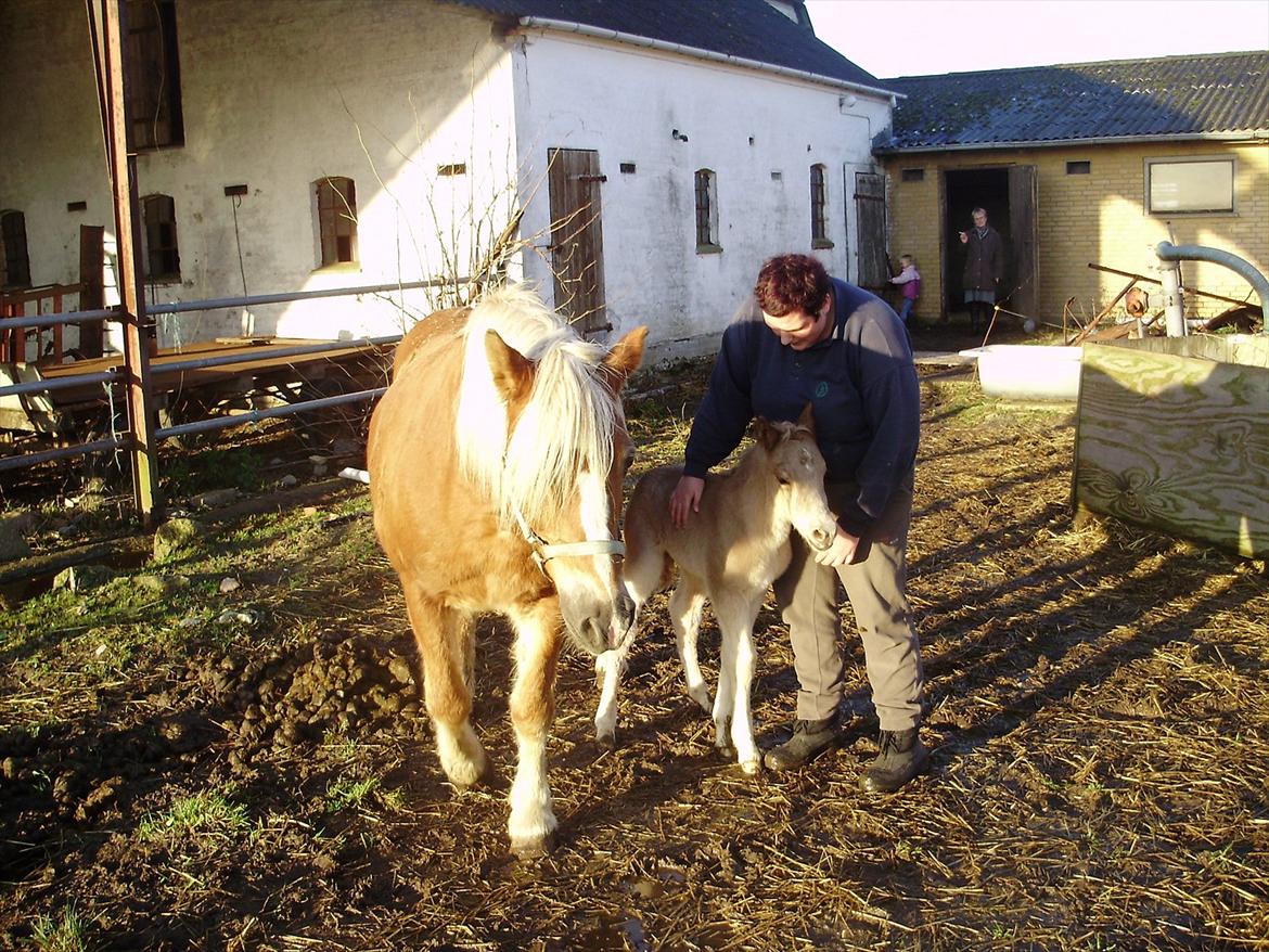 Haflinger Alf Lindegaard solgt - dejligt at blive nusset lidt. billede 5