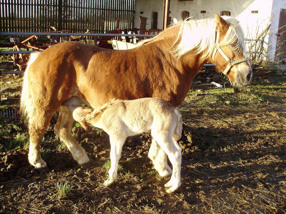 Haflinger Alf Lindegaard solgt - jeg tager mig lige en lille tår mælk.. billede 6