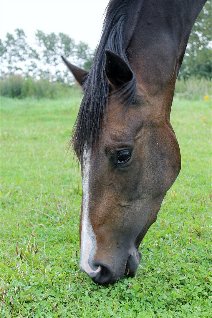 Dansk Varmblod High Power D - Summer<3  billede 4