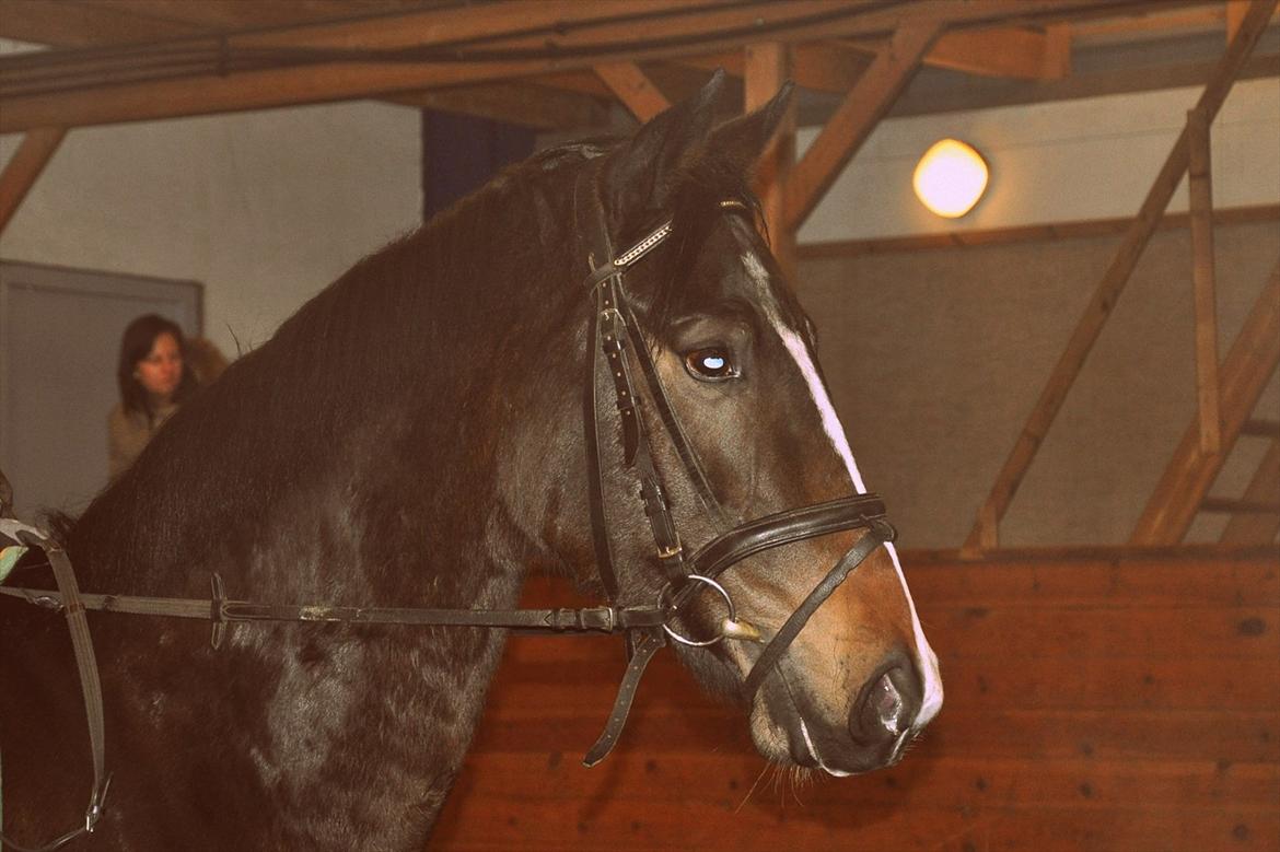 Dansk Varmblod High Power D billede 6