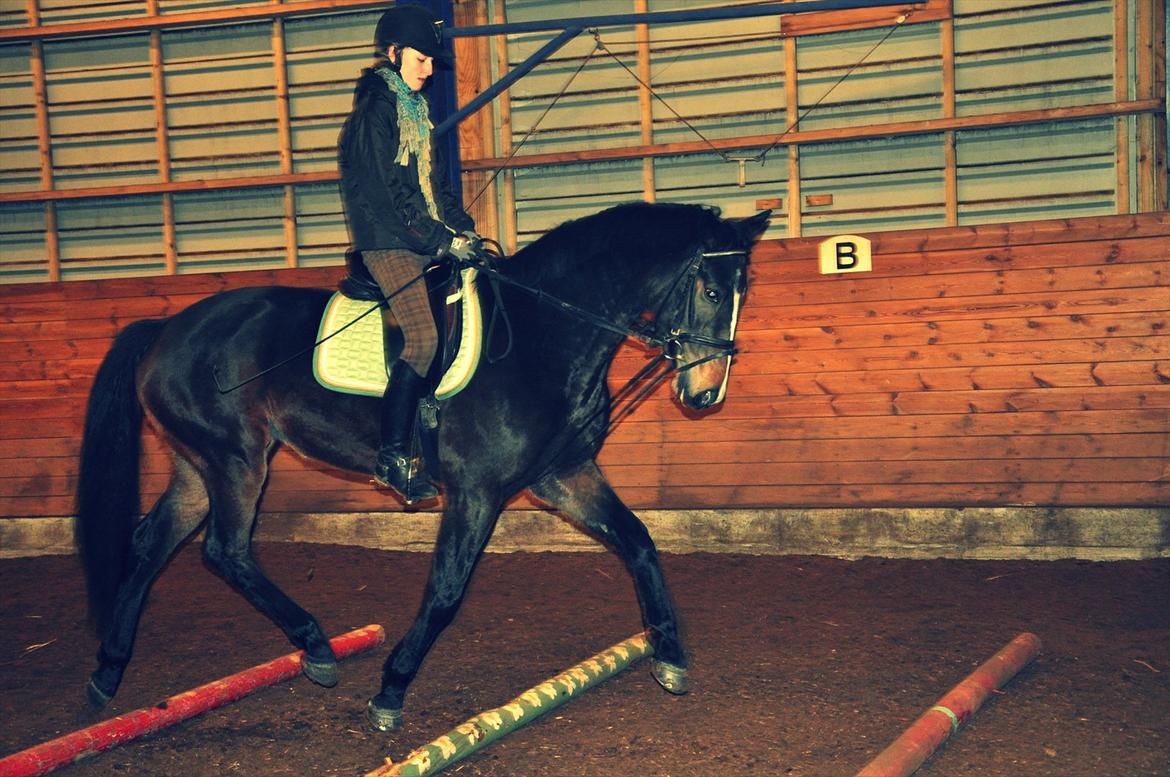 Dansk Varmblod High Power D - 4-års billede 7