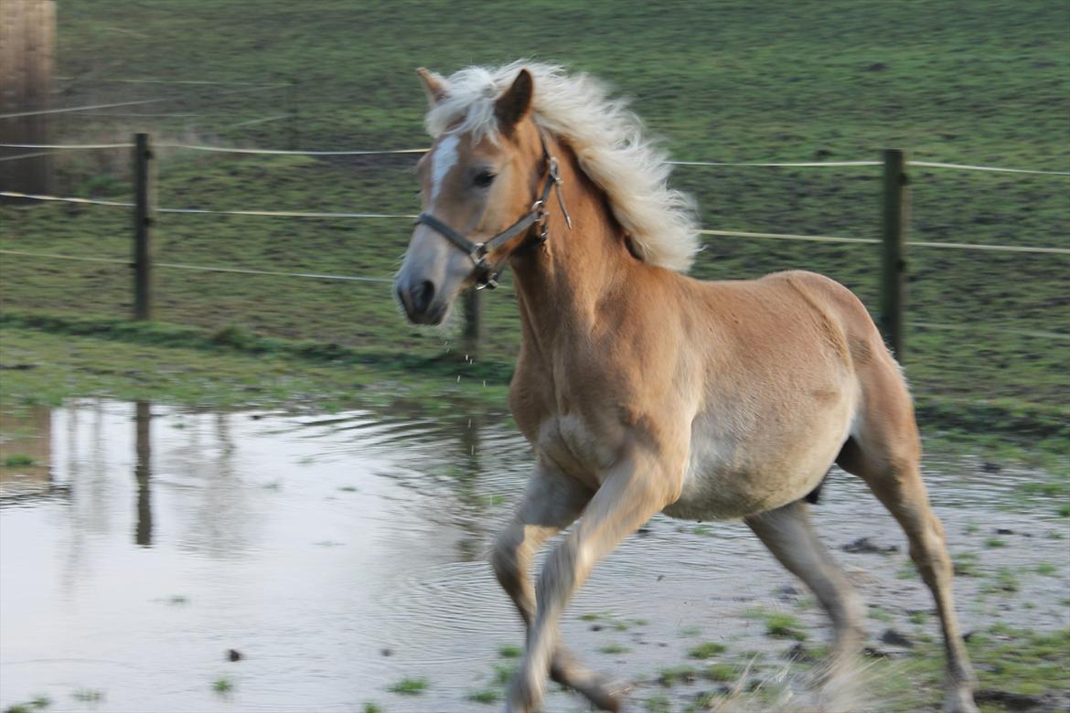 Tyroler Haflinger Albion af Bakkelund - Vild føl på fri fod xD billede 1