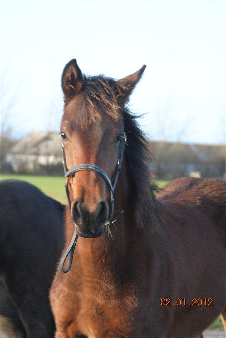 Dansk Varmblod Lobelia billede 1