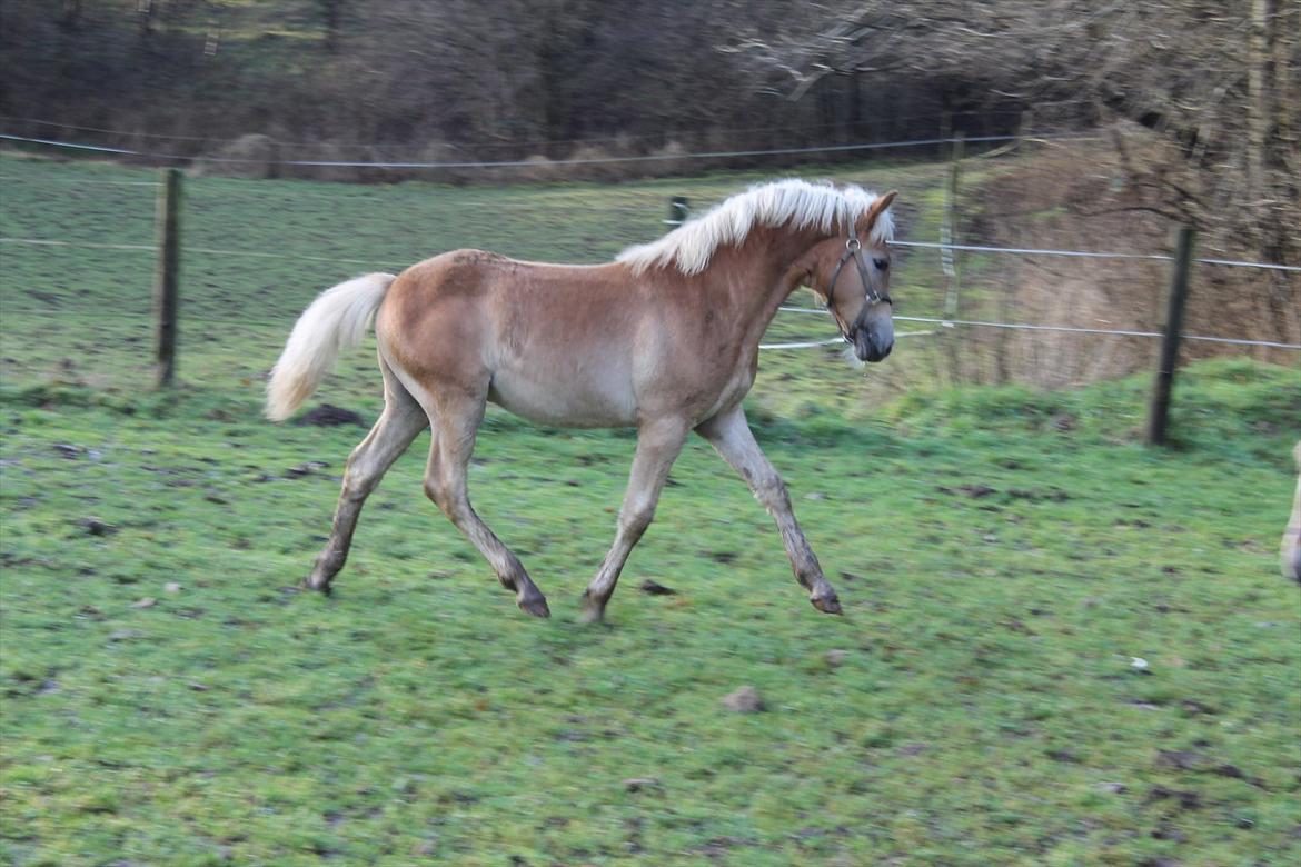 Tyroler Haflinger Albion af Bakkelund - Dressur pony! :o) billede 10