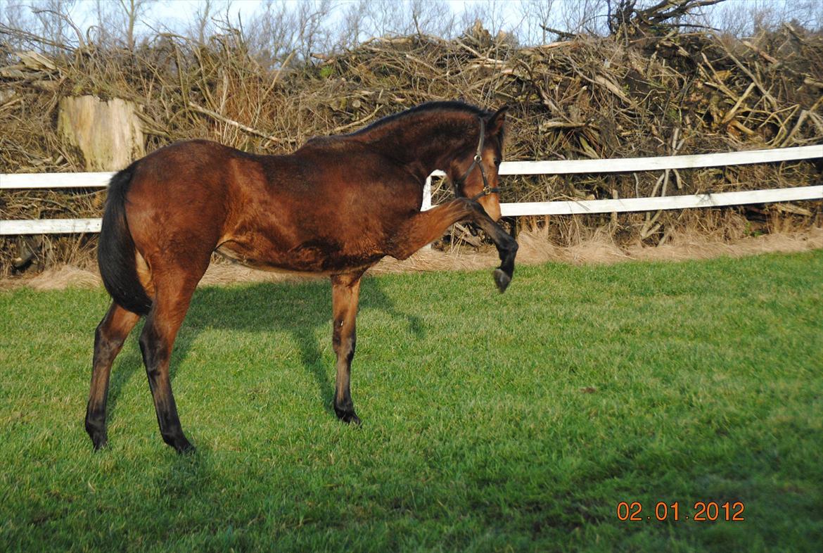 Dansk Varmblod Lobelia billede 2