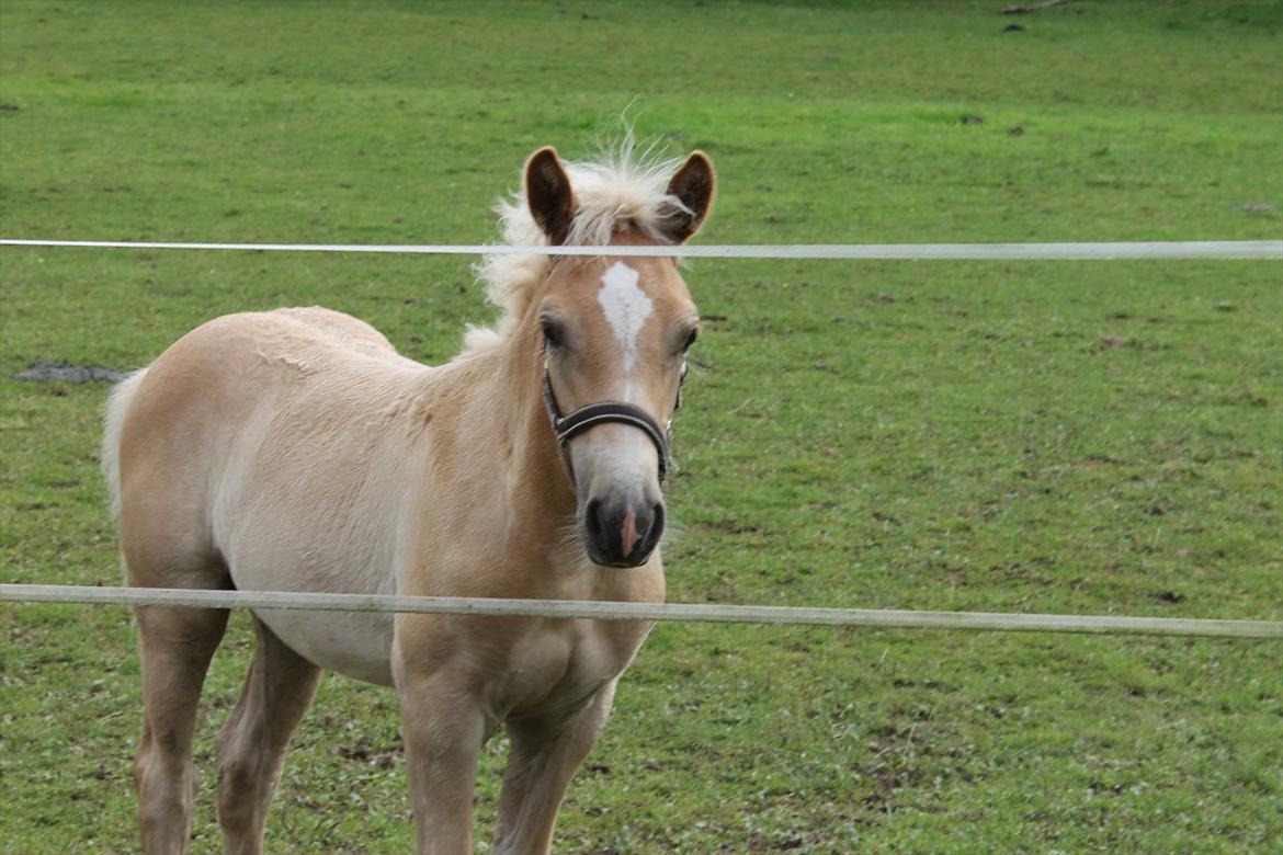 Tyroler Haflinger Albion af Bakkelund billede 12