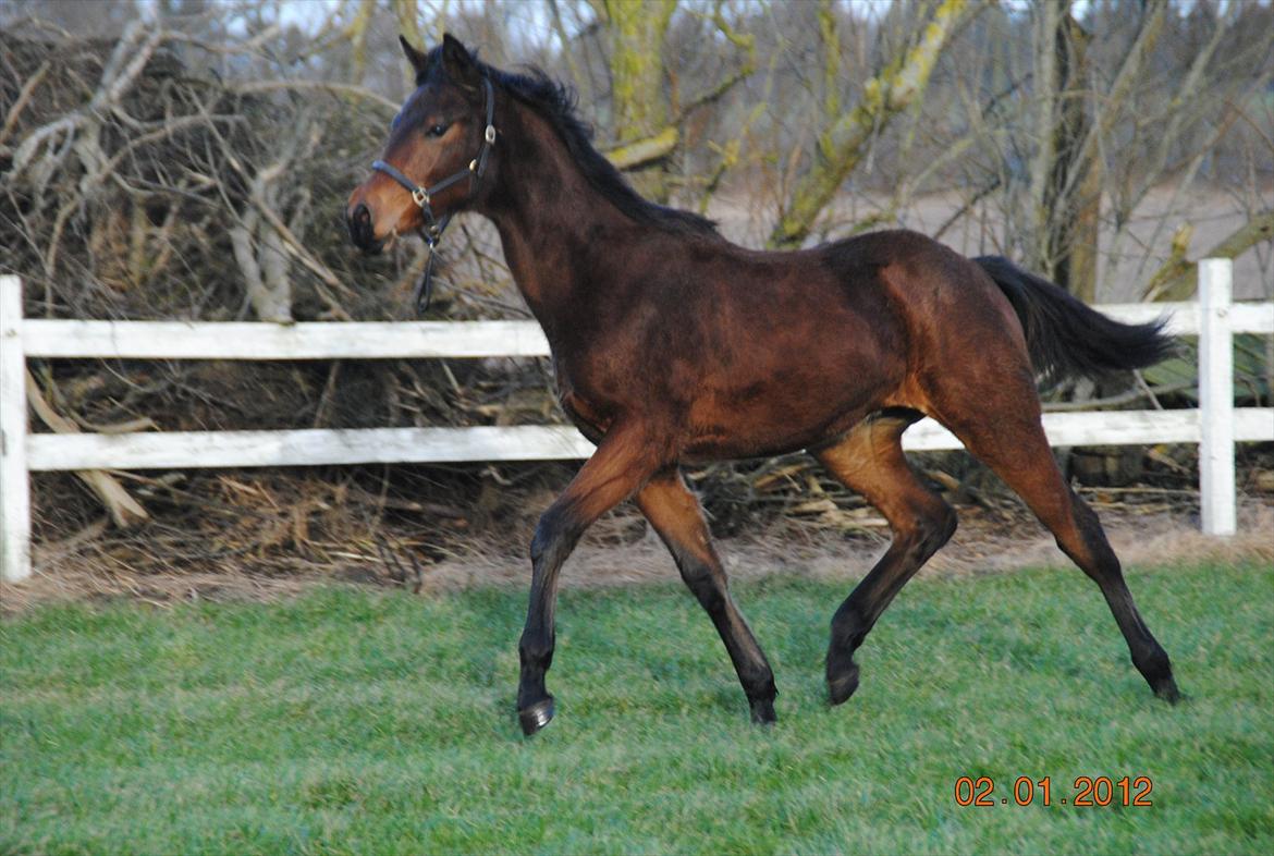 Dansk Varmblod Lobelia billede 3