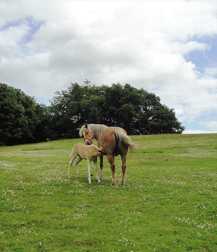 Tyroler Haflinger Albion af Bakkelund - som baby-føl :D billede 13