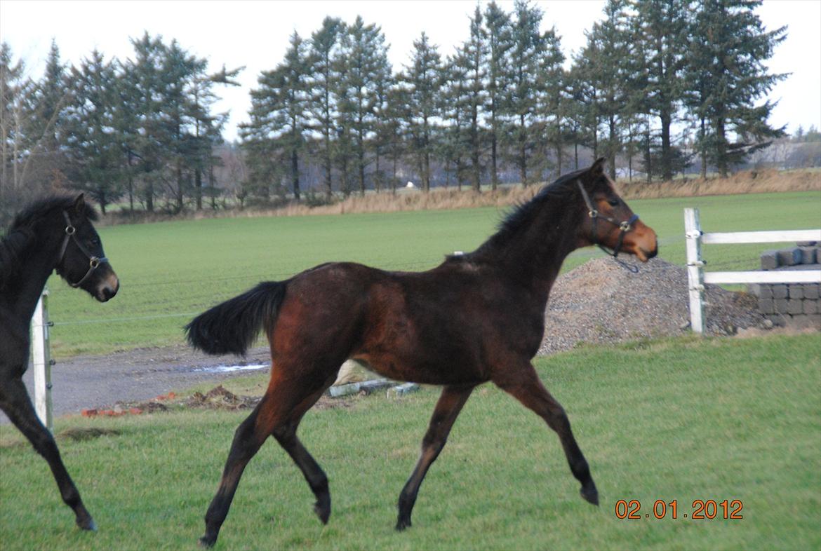 Dansk Varmblod Lobelia billede 4