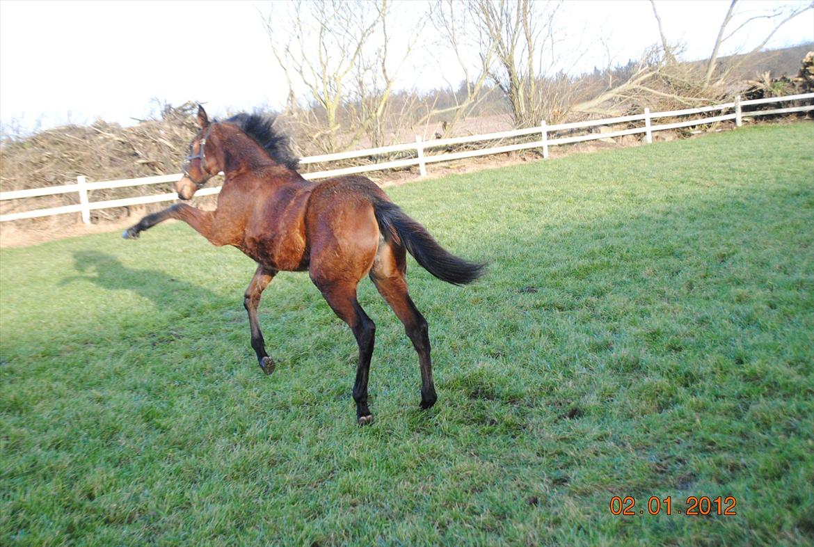 Dansk Varmblod Lobelia billede 5