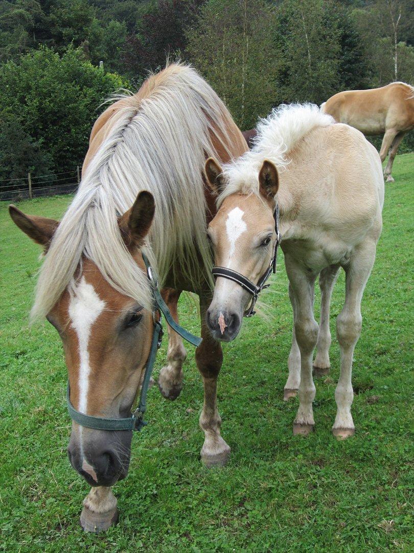 Tyroler Haflinger Albion af Bakkelund - Mor og søn! :D billede 6