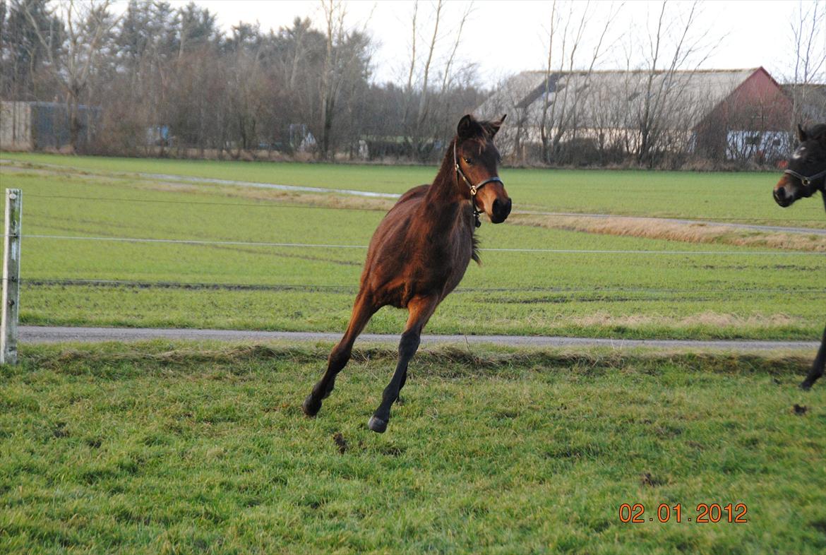 Dansk Varmblod Lobelia billede 7