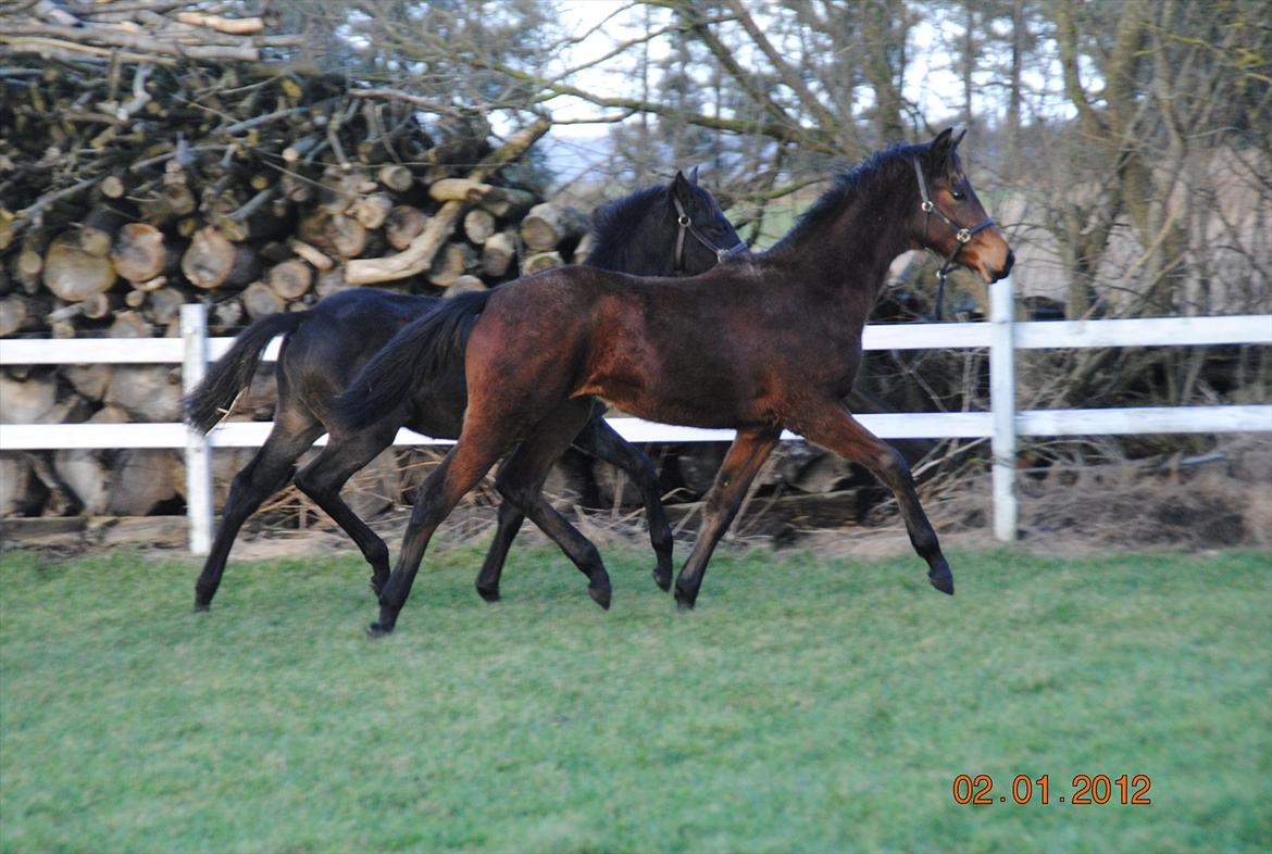 Dansk Varmblod Lobelia billede 8